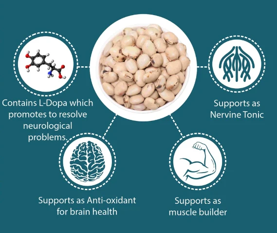 Mucuna Pruriens ekstraktı L-dopa Levodopa Benefits.webp