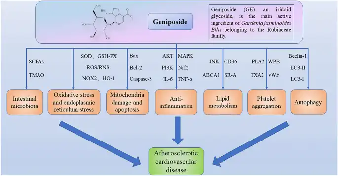 13020_2024_981_Figa_HTML.png 13020_2024_981_Figa_HTML.png