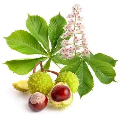 Horse Chestnut Extract (Escin 40%) Horse Chestnut Extract (Escin 40%)