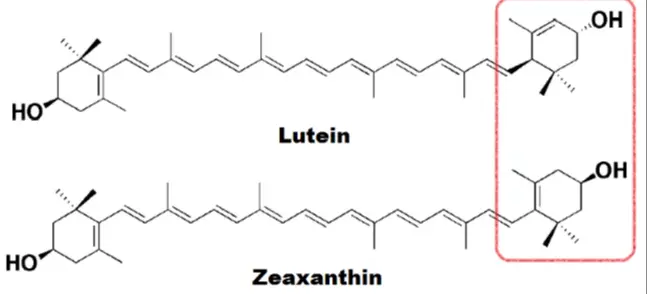 Lutein & Zeaxanthin: Learn The Key Differences - Blackmores Lutein & Zeaxanthin: Learn The Key Differences - Blackmores