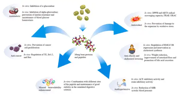 Promising mung bean proteins and peptides: A comprehensive review of preparation technologies, biological activities, and their potential applications - ScienceDirect Promising mung bean proteins and peptides: A comprehensive review of preparation technologies, biological activities, and their potential applications - ScienceDirect