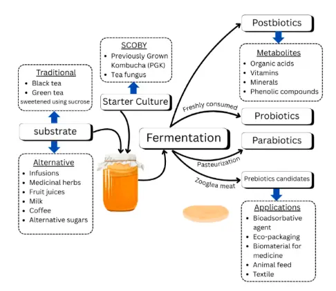 Kombucha as a Sustainable Source of Metabiotics: Potential, Applications, and Future Perspectives Kombucha as a Sustainable Source of Metabiotics: Potential, Applications, and Future Perspectives