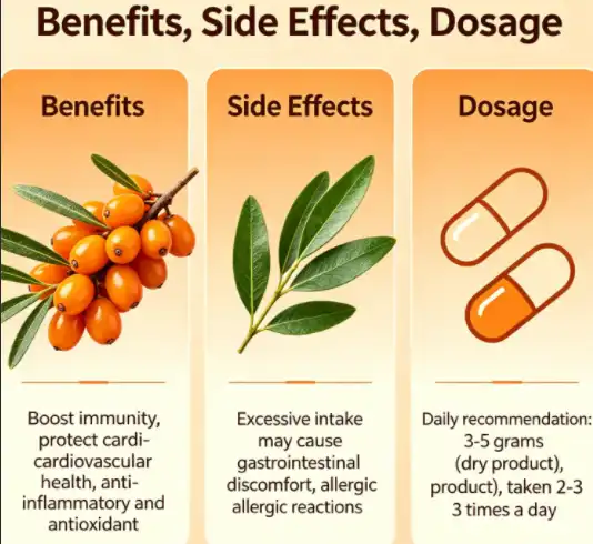 Sea Buckthorn: Benefits, Side Effects, Dosage Sea Buckthorn: Benefits, Side Effects, Dosage