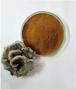 Turkey Tail Mushroom Extract at Rs 7000/kg | Mushroom Powder in Ahmedabad | ID: 2853377722488 Turkey Tail Mushroom Extract at Rs 7000/kg | Mushroom Powder in Ahmedabad | ID: 2853377722488