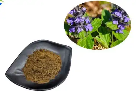 Turkesterone Powder, Ajuga Turkestanica EXT | NutriAvenue Turkesterone Powder, Ajuga Turkestanica EXT | NutriAvenue