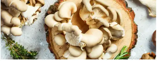 Maitake Mushroom Benefits & Risks | Holland & Barrett Maitake Mushroom Benefits & Risks | Holland & Barrett