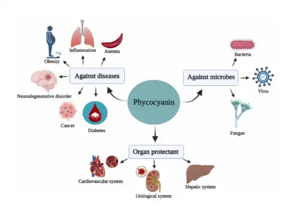 Phycocyanin from Spirulina: A comprehensive review on cultivation, extraction, purification, and its application in food and allied industries - ScienceDirect Phycocyanin from Spirulina: A comprehensive review on cultivation, extraction, purification, and its application in food and allied industries - ScienceDirect