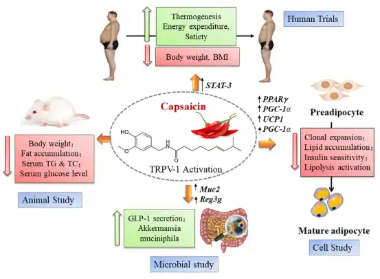 Capsaicin—the major bioactive ingredient of chili peppers: bio-efficacy and  delivery systems - Food & Function (RSC Publishing) DOI:10.1039/D0FO00351D