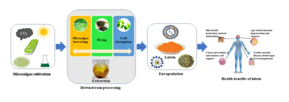 Sustainable production of lutein—an underexplored commercially relevant pigment from microalgae | Biomass Conversion and Biorefinery Sustainable production of lutein—an underexplored commercially relevant pigment from microalgae | Biomass Conversion and Biorefinery