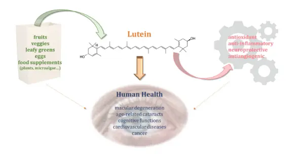 Microalgae Nutraceuticals: The Role of Lutein in Human Health | SpringerLink Microalgae Nutraceuticals: The Role of Lutein in Human Health | SpringerLink