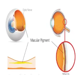 Eyeing up food supplements for healthy vision | Research and Innovation Eyeing up food supplements for healthy vision | Research and Innovation