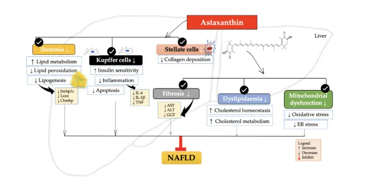 Preventative and Therapeutic Effects of Astaxanthin on NAFLD