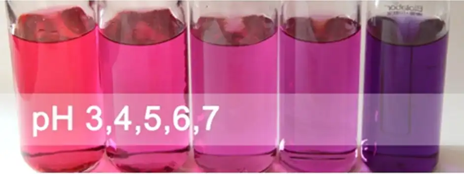 Purple Sweet Potato Color E163 Anthocyanin supplier Yangge Biotech Purple Sweet Potato Color E163 Anthocyanin supplier Yangge Biotech