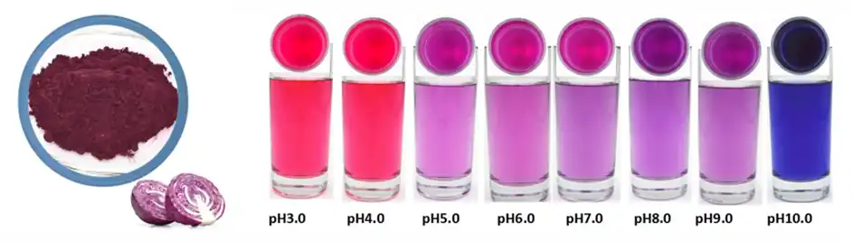 Red Cabbage Powder E163 Supplier Red Cabbage Powder E163 Supplier