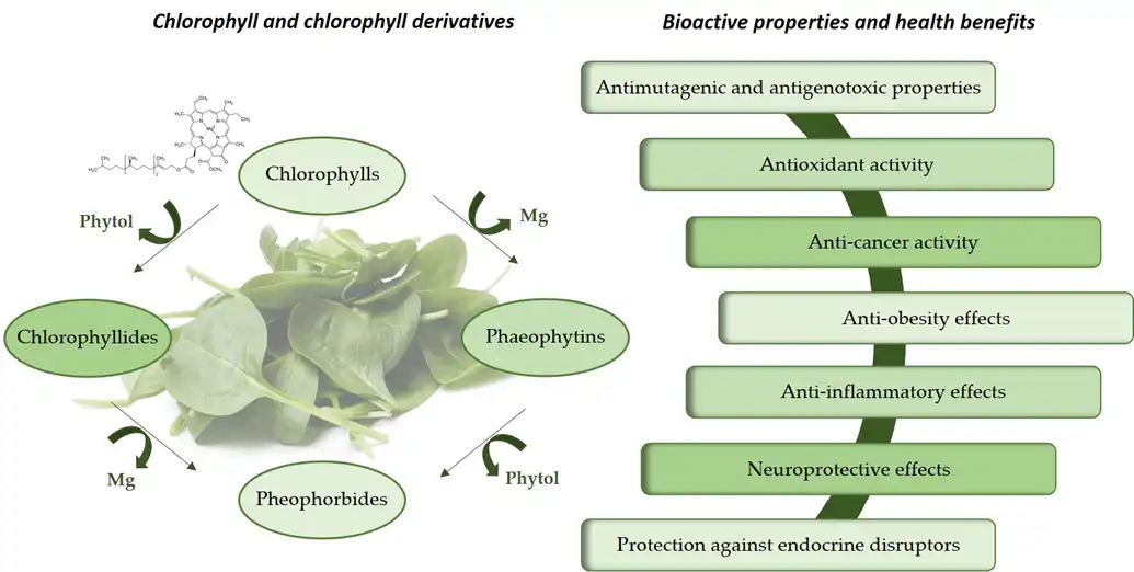 Umthengisi weSodium Copper Chlorophyll Yangge Biotech Umthengisi weSodium Copper Chlorophyll Yangge Biotech