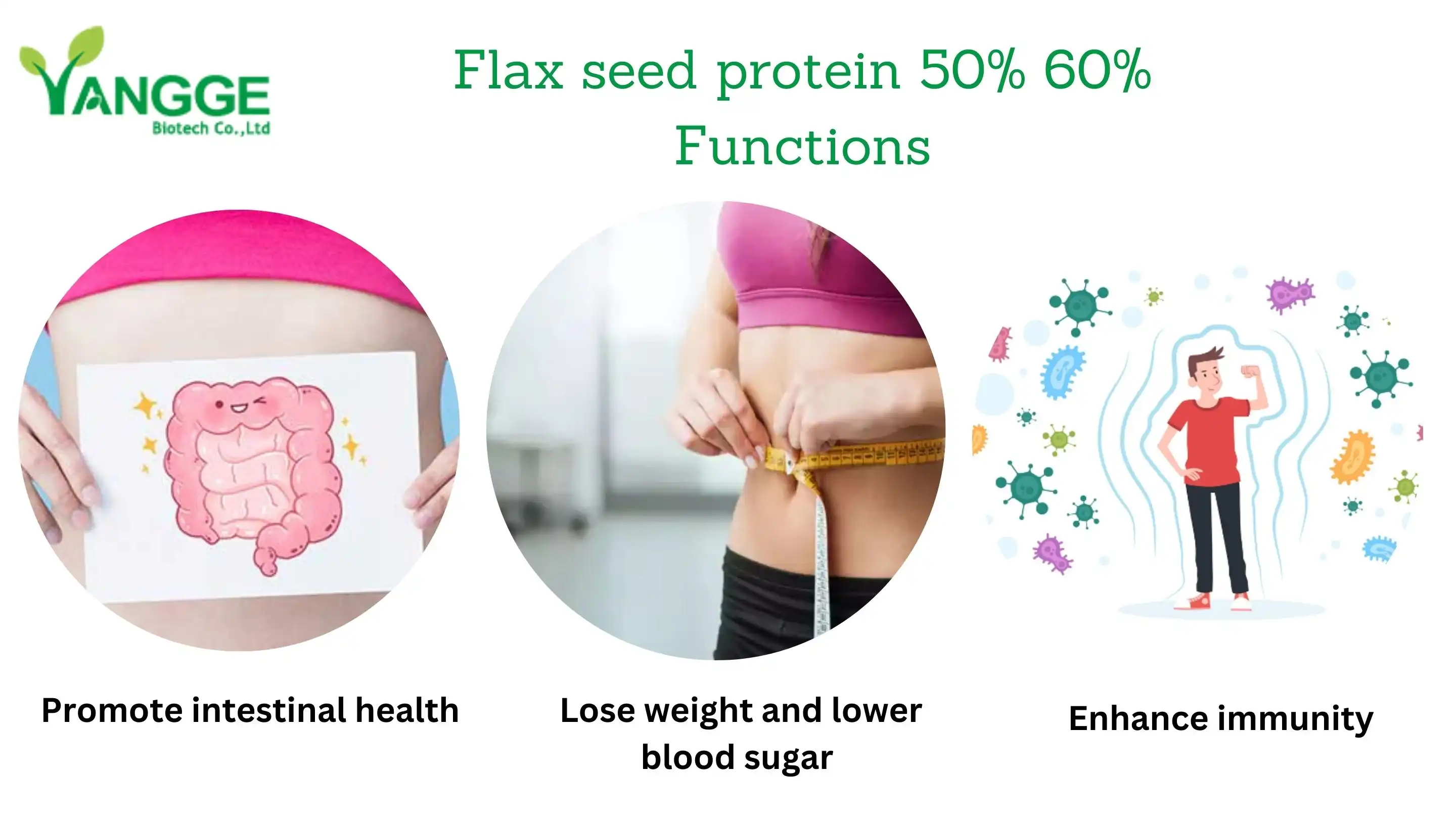 Flax seed protein powder 50% 60% supplier Flax seed protein powder 50% 60% supplier