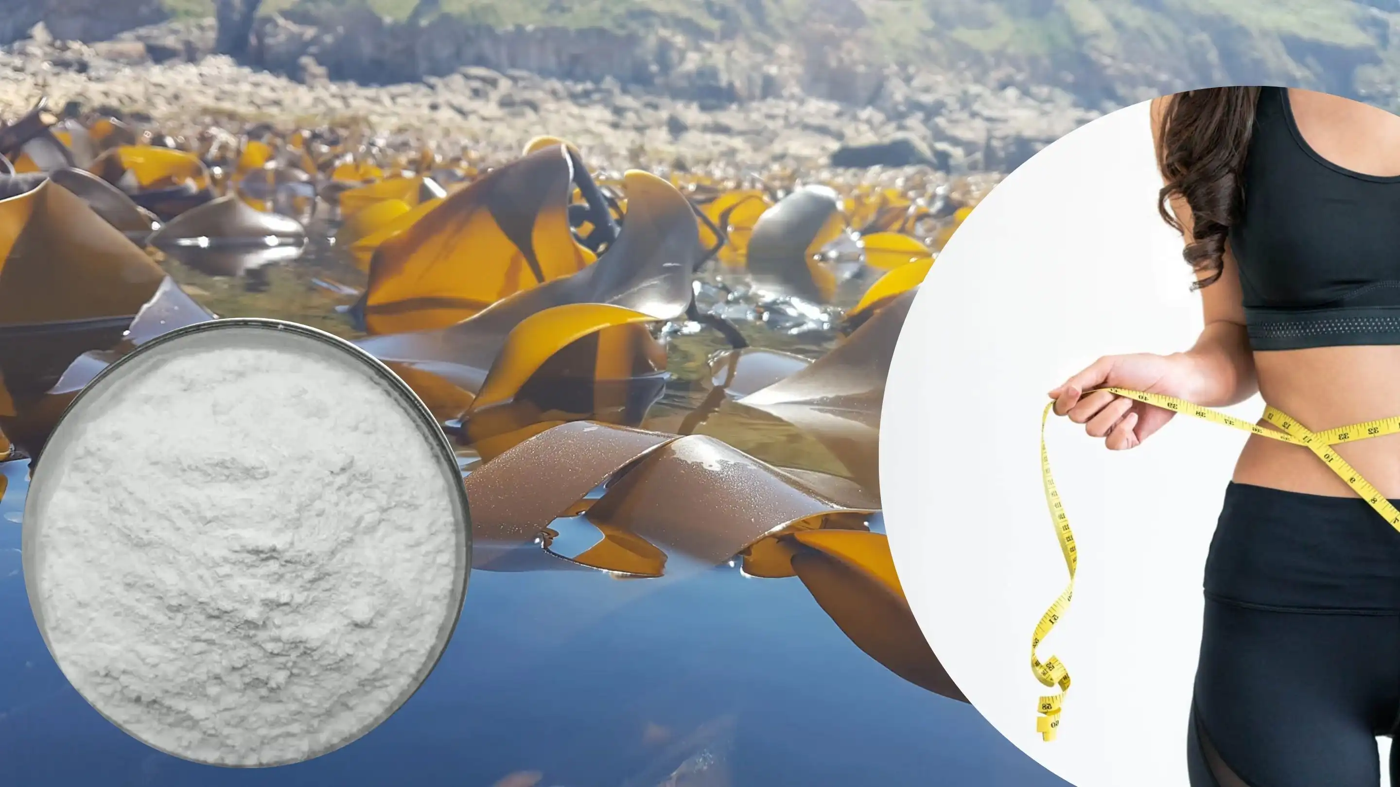 Laminaria Digitata Extract Supplier Laminaria Digitata Extract Supplier