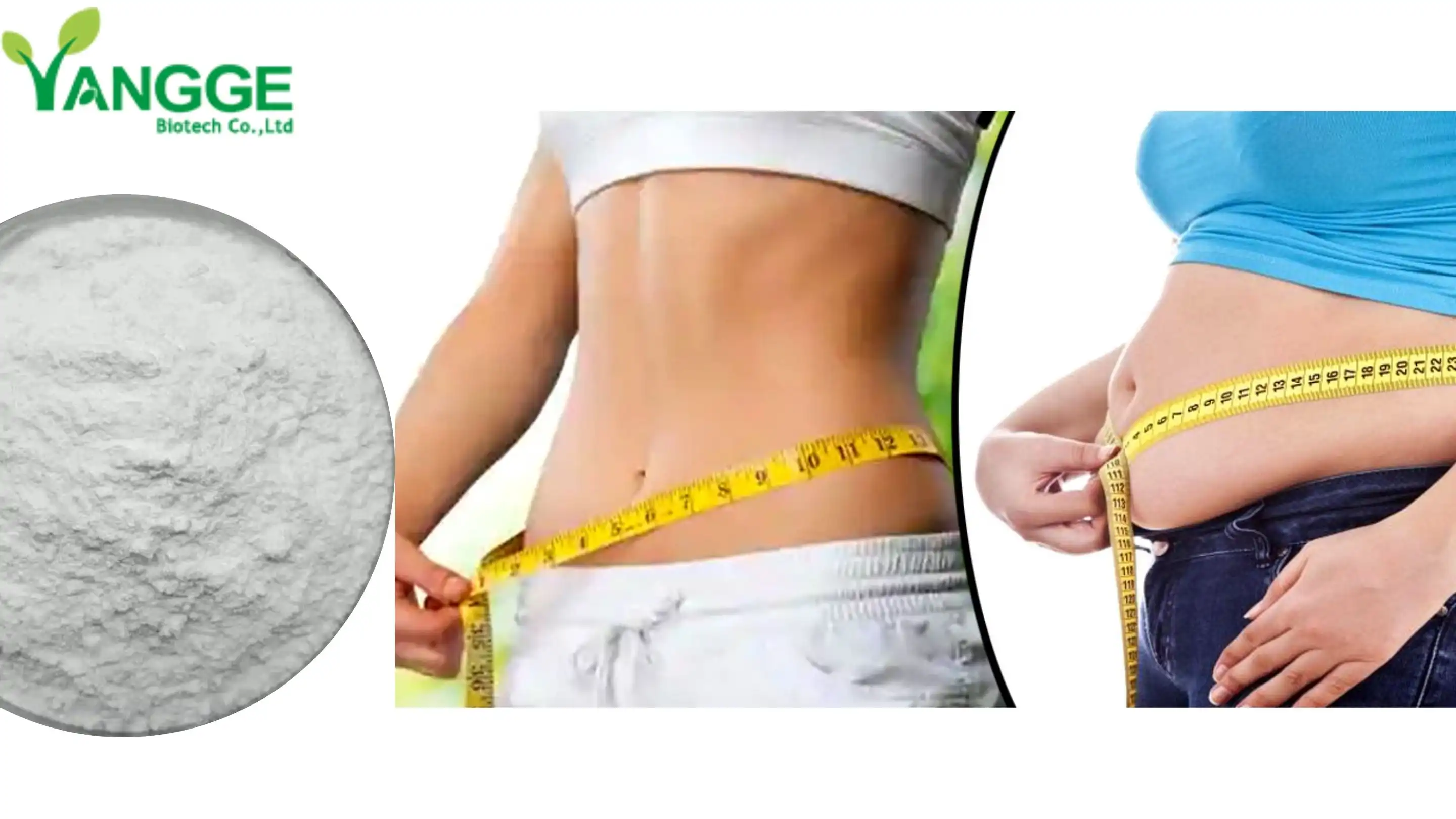 Laminaria Digitata Extract supplier Laminaria Digitata Extract supplier