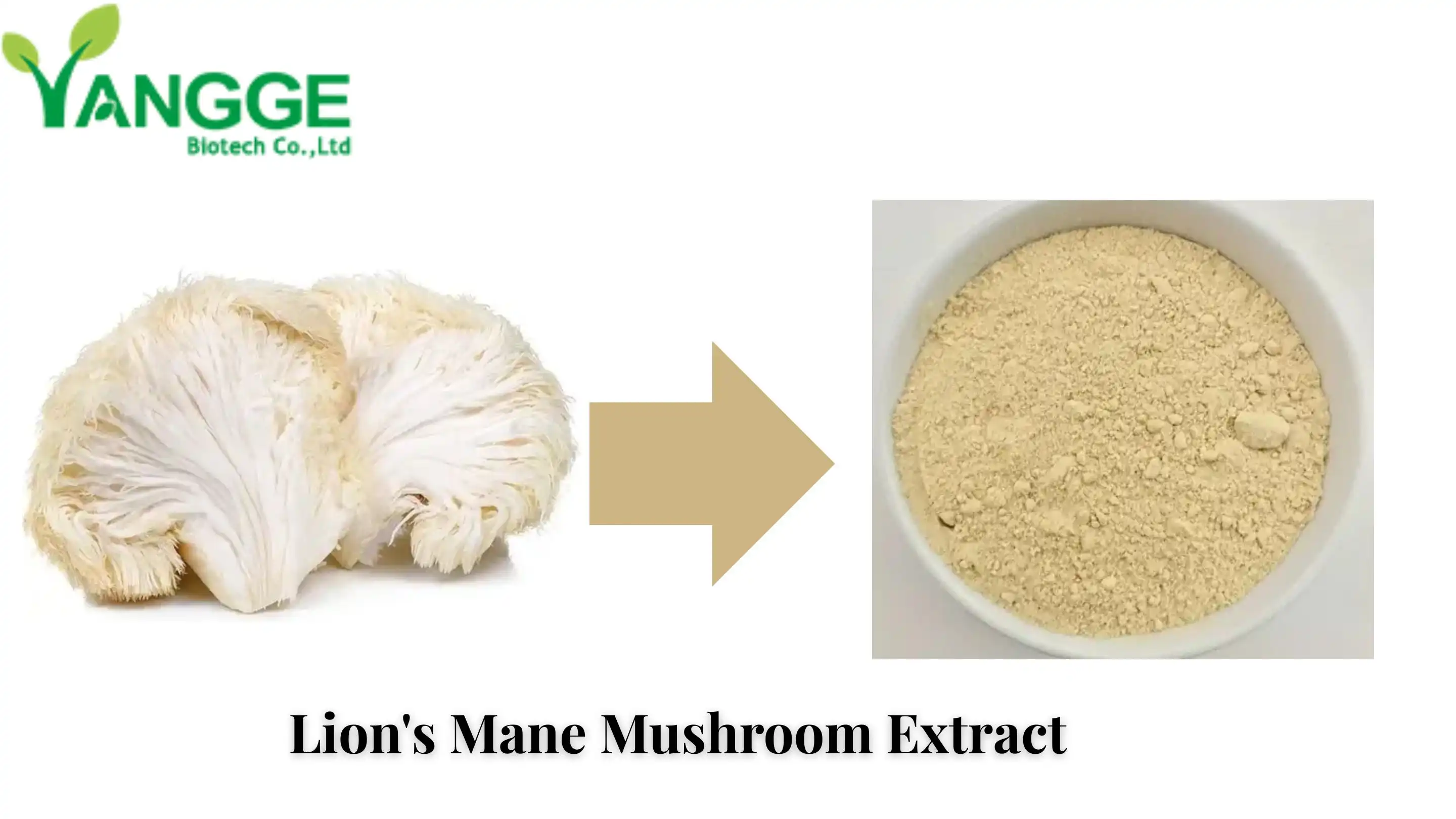 Lion's Mane Mushroom Extract supplier Yangge Biotech Lion's Mane Mushroom Extract supplier Yangge Biotech