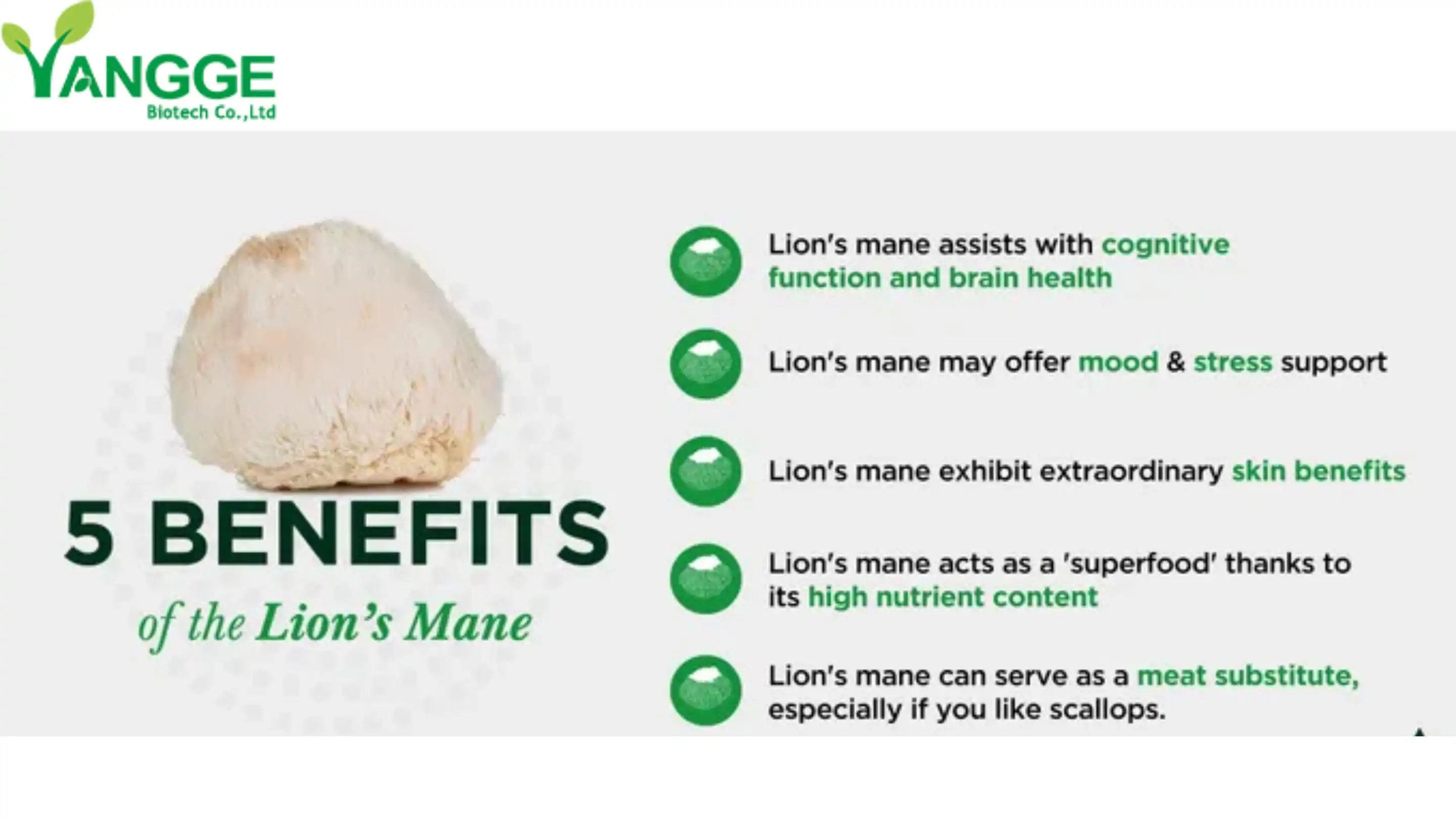 Lion's Mane Mushroom Extract supplier Yangge Biotech Lion's Mane Mushroom Extract supplier Yangge Biotech