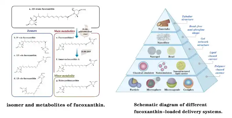 Focuxanthin powder supplier Yangge Biotich Focuxanthin powder supplier Yangge Biotich