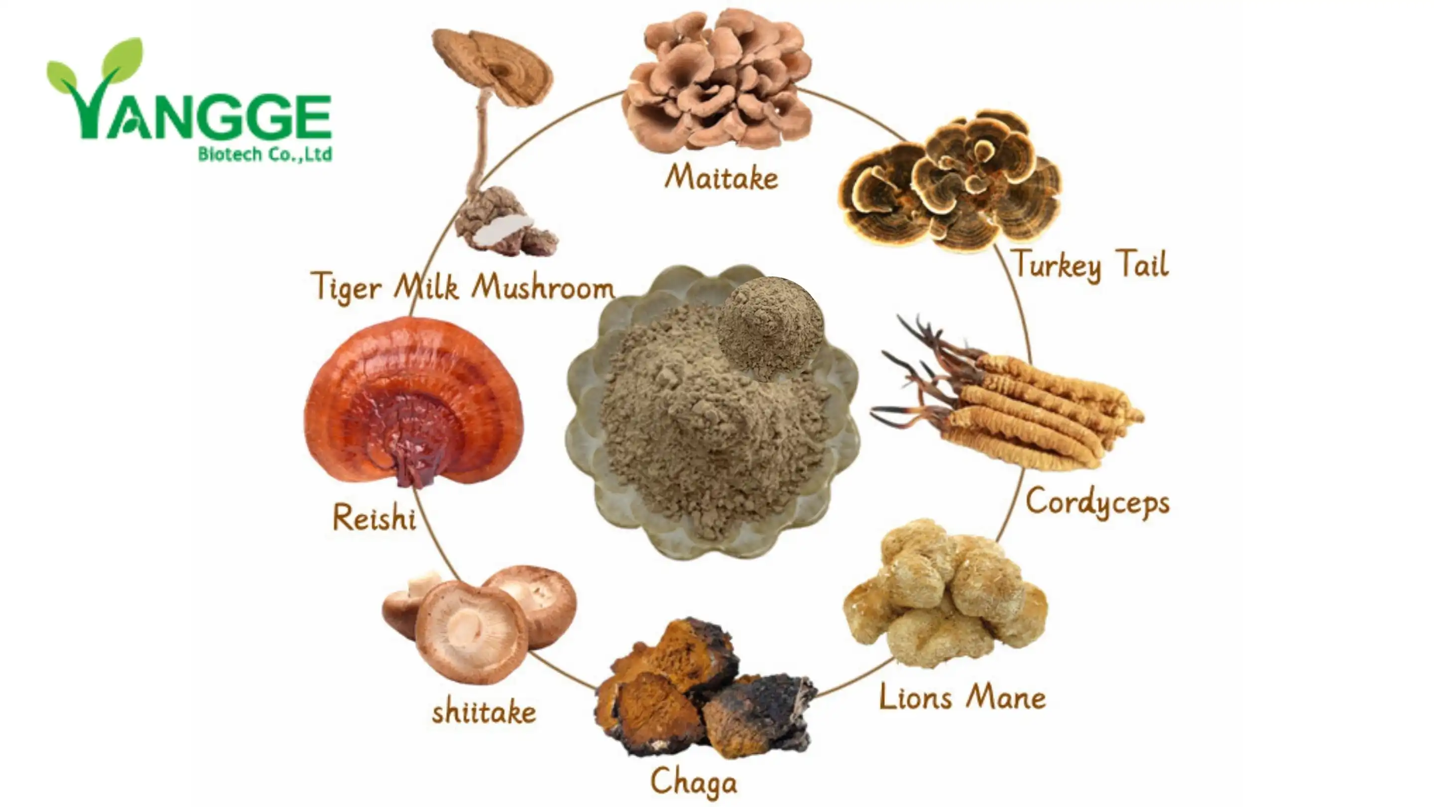 Mushroom Powder supplier Yangge Biotech Mushroom Powder supplier Yangge Biotech