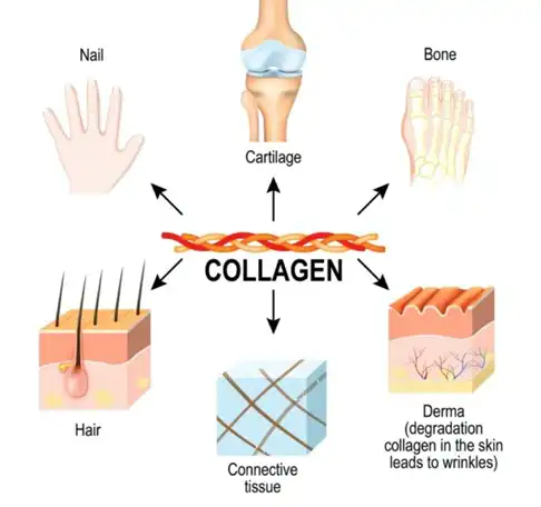 Bovine Collagen Powder supplier Yangge Biotech Bovine Collagen Powder supplier Yangge Biotech