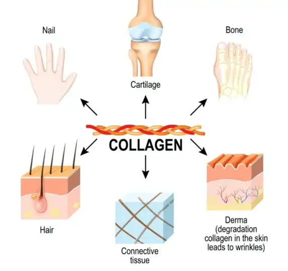 Fish collagen powder manufacturer
