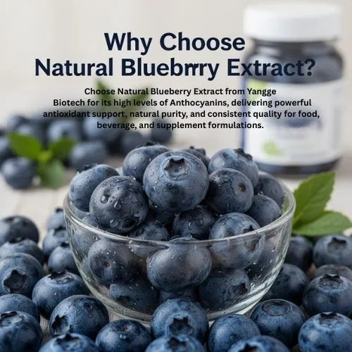 Why Choose Natural Blueberry Extract Why Choose Natural Blueberry Extract