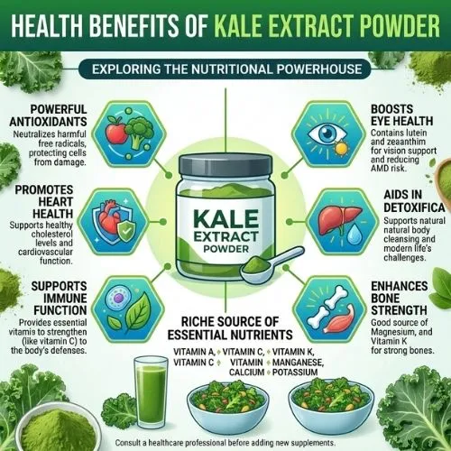 Health Benefits of Kale Extract Powder Health Benefits of Kale Extract Powder