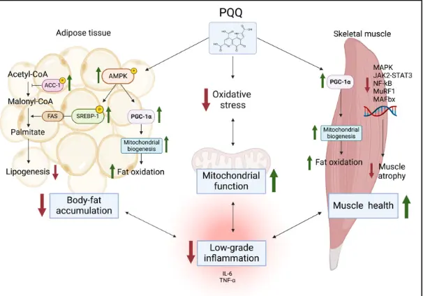 Metabolic and Biochemical Effects of Pyrroloquinoline Quinone (PQQ) on Inflammation and Mitochondrial Dysfunction: Potential Health Benefits in Obesity and Future Perspectives Metabolic and Biochemical Effects of Pyrroloquinoline Quinone (PQQ) on Inflammation and Mitochondrial Dysfunction: Potential Health Benefits in Obesity and Future Perspectives