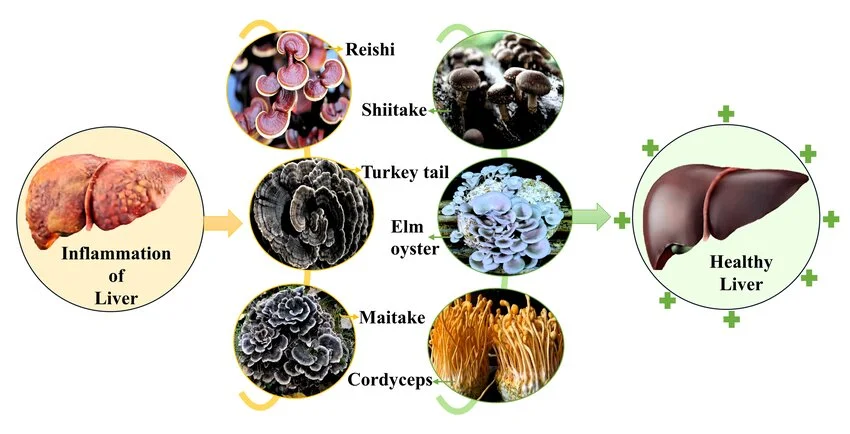 Figure. Mushrooms that have demonstrated potential effects in... Figure. Mushrooms that have demonstrated potential effects in...