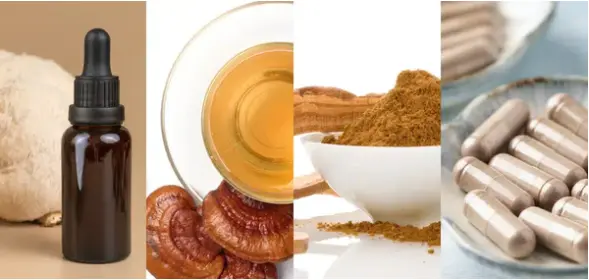 Fruiting Body vs. Mycelium - Which Mushroom Extract Is Right for You Fruiting Body vs. Mycelium - Which Mushroom Extract Is Right for You