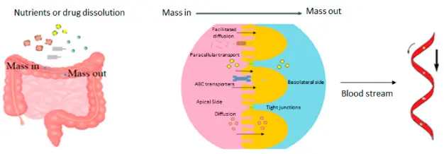 Leaky Gut and the Ingredients That Help Treat It: A Review Leaky Gut and the Ingredients That Help Treat It: A Review