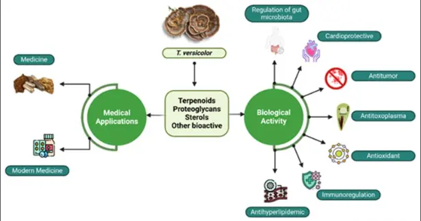 Turkey tail mushroom (Trametes versicolor): an edible macrofungi with immense medicinal properties - ScienceDirect Turkey tail mushroom (Trametes versicolor): an edible macrofungi with immense medicinal properties - ScienceDirect