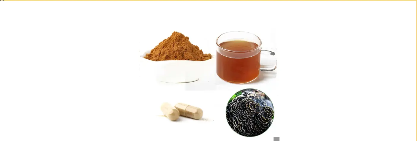 Best Sale Trametes Versicolor Extract - Turkey Tail Mushroom Best Sale Trametes Versicolor Extract - Turkey Tail Mushroom