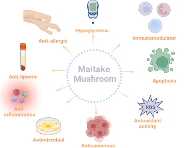 Unveiling the full spectrum of maitake mushrooms: A comprehensive review of  their medicinal, therapeutic, nutraceutical, and cosmetic potential: Heliyon