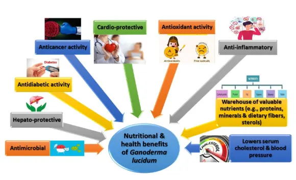 Nutritional Profile and Health Benefits of Ganoderma lucidum “Lingzhi, Reishi, or Mannentake” as Functional Foods: Current Scenario and Future Perspectives Nutritional Profile and Health Benefits of Ganoderma lucidum “Lingzhi, Reishi, or Mannentake” as Functional Foods: Current Scenario and Future Perspectives
