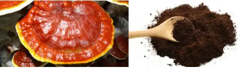 Organic Ganoderma Spore Powder | Whatever's Healthy Organic Ganoderma Spore Powder | Whatever's Healthy