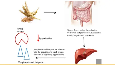 A critical review on the impacts of β-glucans on gut microbiota and human  health - ScienceDirect