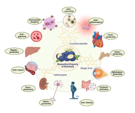 Llus dan sylw: Archwilio'r potensial ffytocemegol a chymwysiadau therapiwtig - ScienceDirect Llus dan sylw: Archwilio'r potensial ffytocemegol a chymwysiadau therapiwtig - ScienceDirect