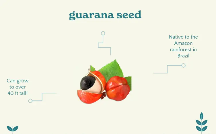 BETH YW GUARANA? BETH SY'N UNIGRYW AM YR HAD HWN A'R HOLL GWESTIYNAU ERAILL A ATEBWYD. BETH YW GUARANA? BETH SY'N UNIGRYW AM YR HAD HWN A'R HOLL GWESTIYNAU ERAILL A ATEBWYD.