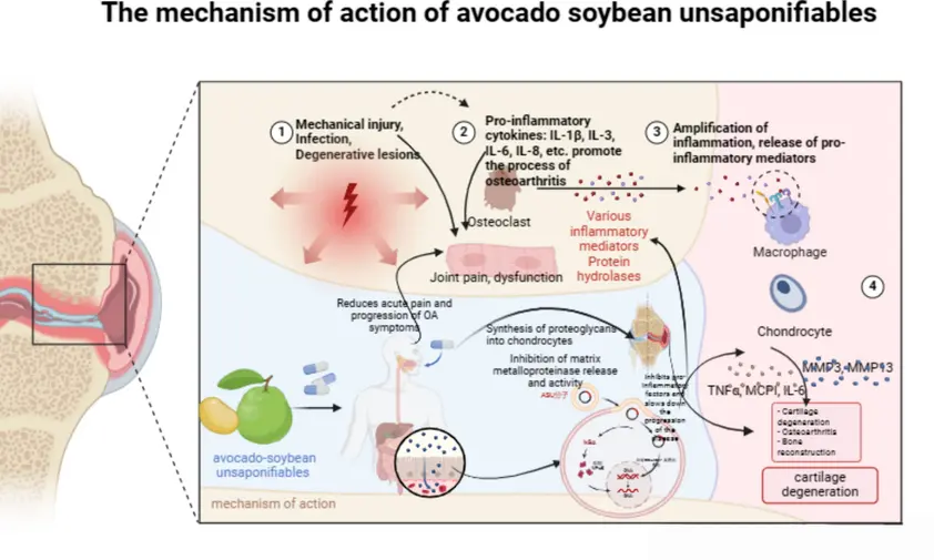 Mecanwaith gweithredu nwyddau ansaponifiable afocado- ffa soia | Lawrlwythwch Diagram Gwyddonol