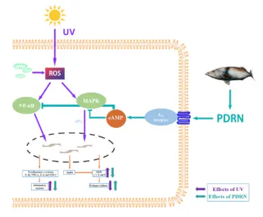 Polidesossiribonucleotide: un promettente agente anti-invecchiamento cutaneo - ScienceDirect Polidesossiribonucleotide: un promettente agente anti-invecchiamento cutaneo - ScienceDirect