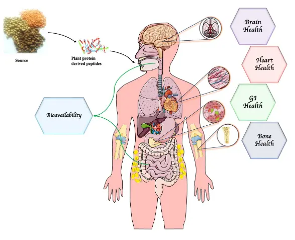 Frontiers | Plant protein-derived peptides: frontiers in sustainable food system and applications Frontiers | Plant protein-derived peptides: frontiers in sustainable food system and applications