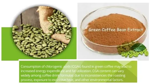 Green Coffee Bean Extract | Green Coffee Beans Online Green Coffee Bean Extract | Green Coffee Beans Online