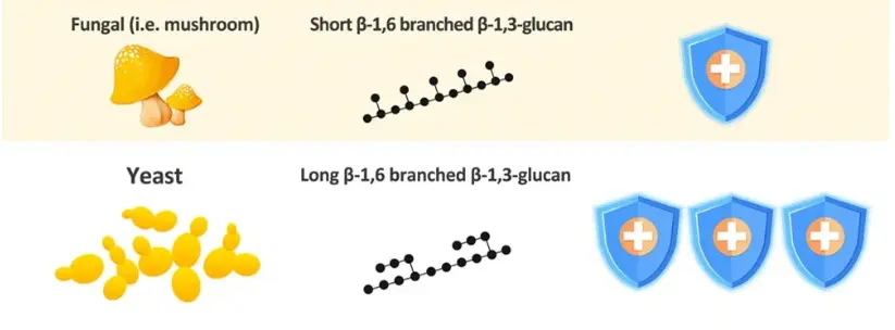 Yeast Beta Glucan Vs. Mushroom Beta Glucan - Hiyeast Yeast Beta Glucan Vs. Mushroom Beta Glucan - Hiyeast