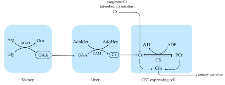 Biomarkers of Creatine Metabolism in Humans: From Plasma to Saliva and  Beyond