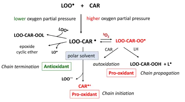 Revisiting carotenoids as dietary antioxidants for human health and disease prevention - Food & Function (RSC Publishing) DOI:10.1039/D3FO02330C Revisiting carotenoids as dietary antioxidants for human health and disease prevention - Food & Function (RSC Publishing) DOI:10.1039/D3FO02330C