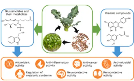 Nutritional values, beneficial effects, and food applications of broccoli  (Brassica oleracea var. italica Plenck) - ScienceDirect